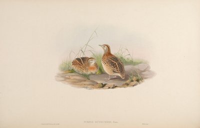 Turnix dussumieri by John Gould